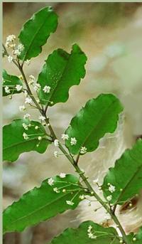 Amborella Leaves