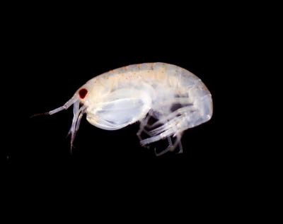New Species Discovered in the Pacific Ocean