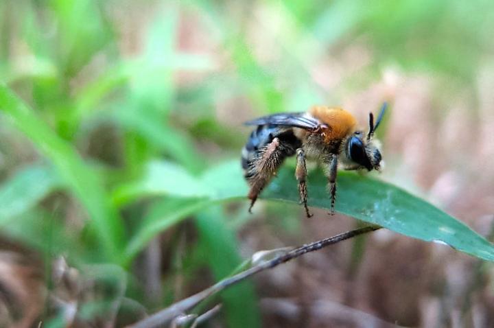 Wild Ground-Nesting Bees Might Be Exposed to Lethal Levels of Neonics in Soil