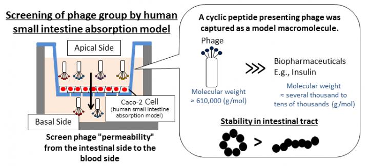 Research Strategy for Identifying Cyclic Peptides that Facilitate Small Intestinal Absorption