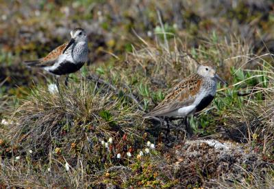 Dunlins