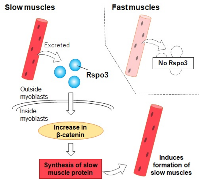 Rspo3 affects the differentiation of surrounding myoblasts.