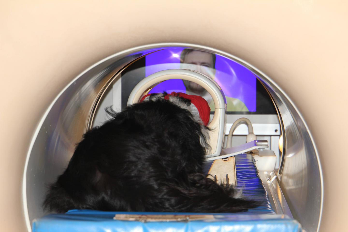 Dog in fMRI During Research