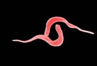 Trypanosoma vivax parasites
