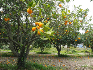 Orange Grove