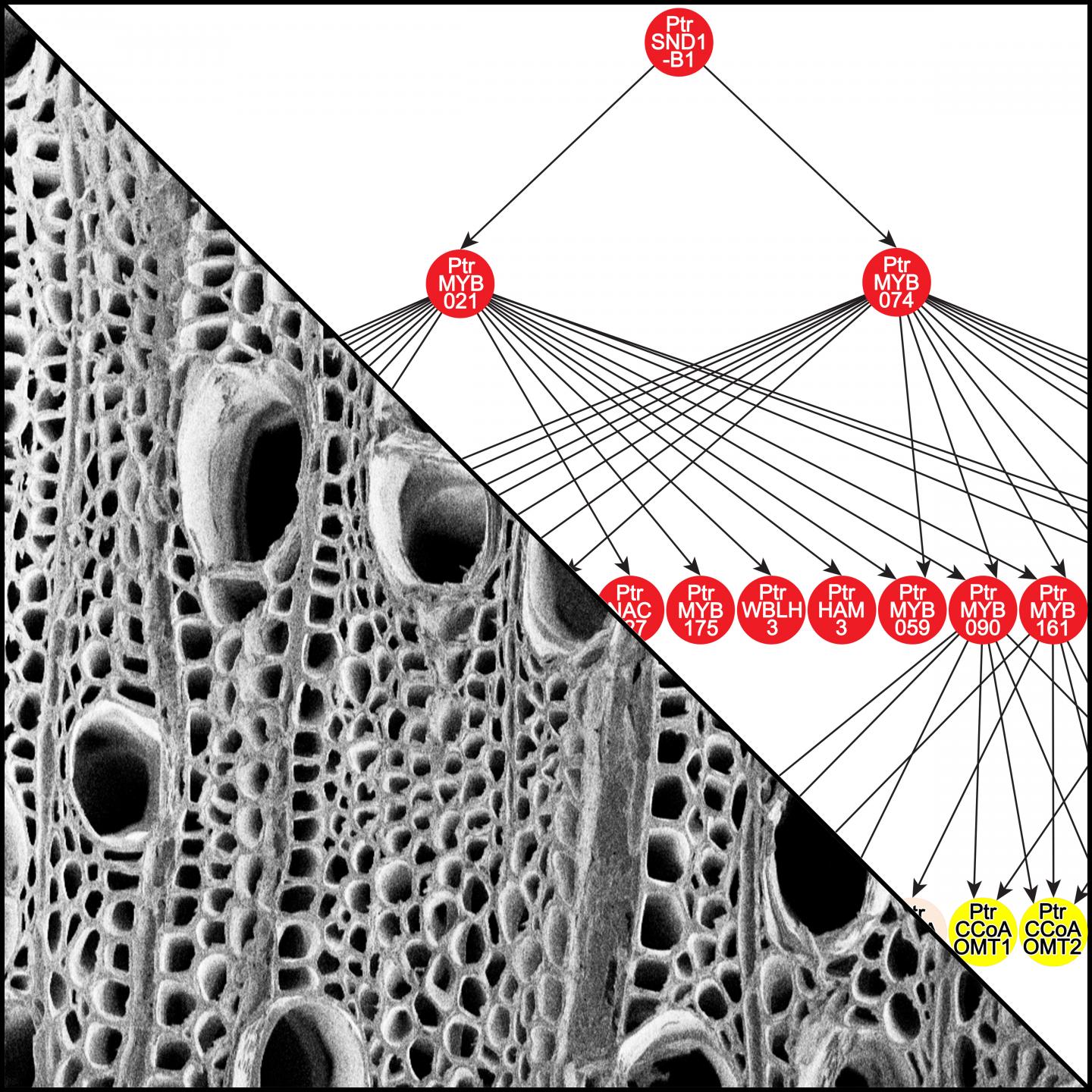 Transcriptional Regulatory Network for Wood Formation
