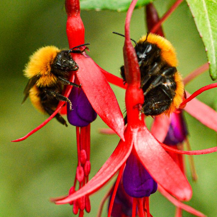 Giant Patagonian bumblebee