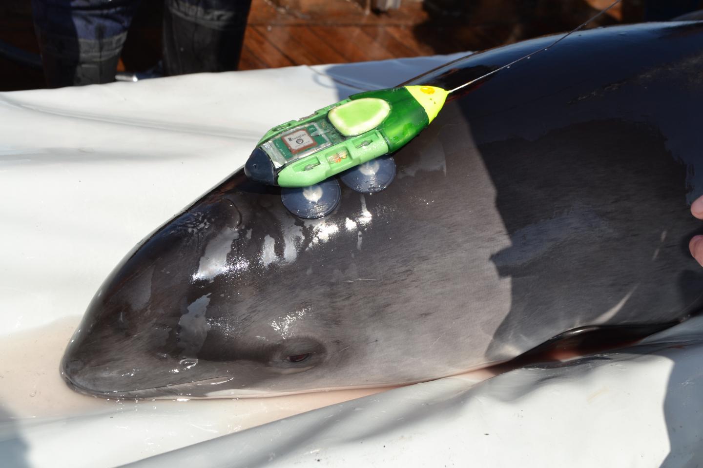 Porpoise with Electronic Tag