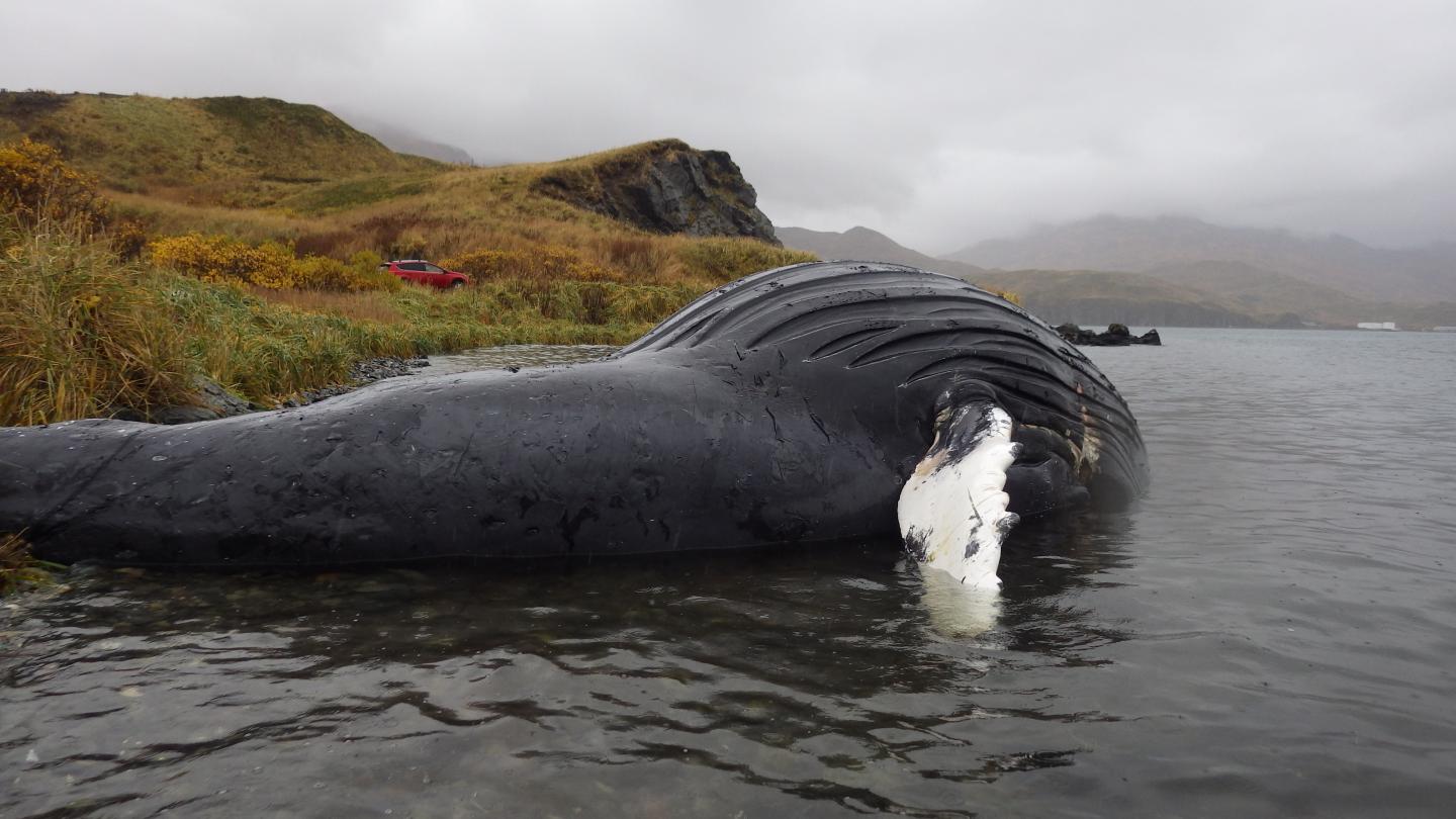 Stranded Humpback Whale