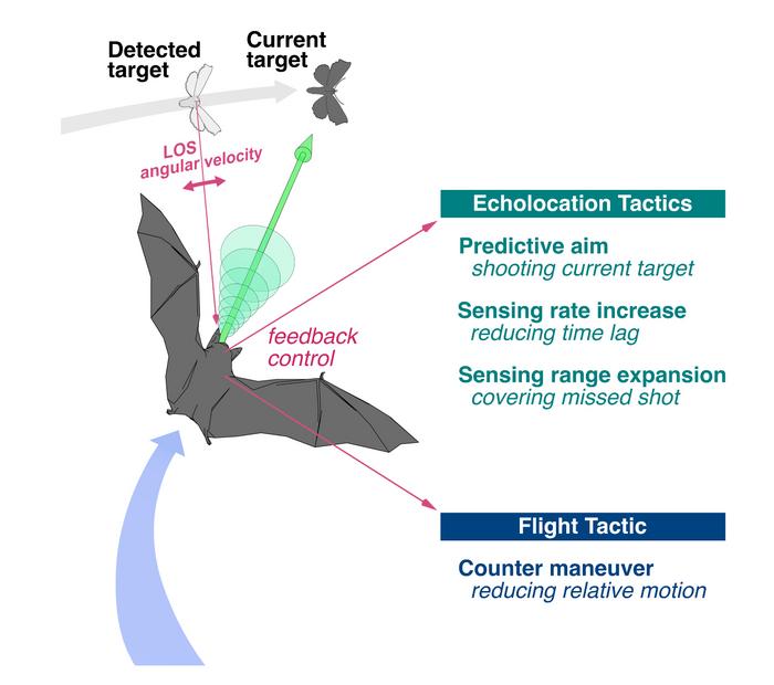 Outline of the target tracking tactics in Japanese greater horseshoe bat