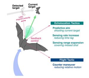 Outline of the target tracking tactics in Japanese greater horseshoe bat