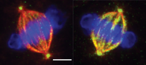 Cell division process showing effects of TTLL11