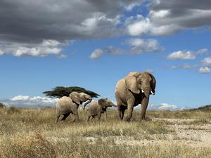 Elephant leading calf