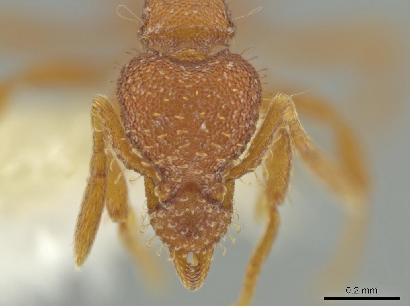Newly Discovered Backyard Ant in Utah