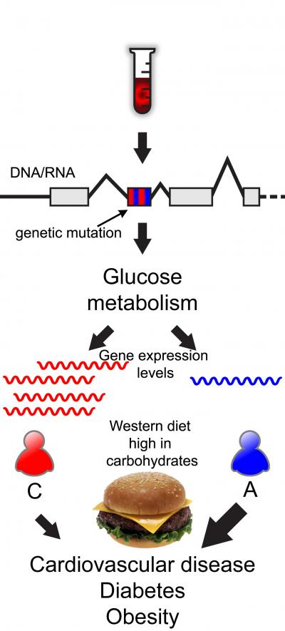 Study Identifies Genetic Predeterminants for Diabetes in African-Americans