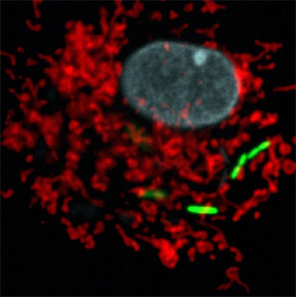 <I>Legionella pneumophila</i> and the Mitochondrial Network of Host Cells