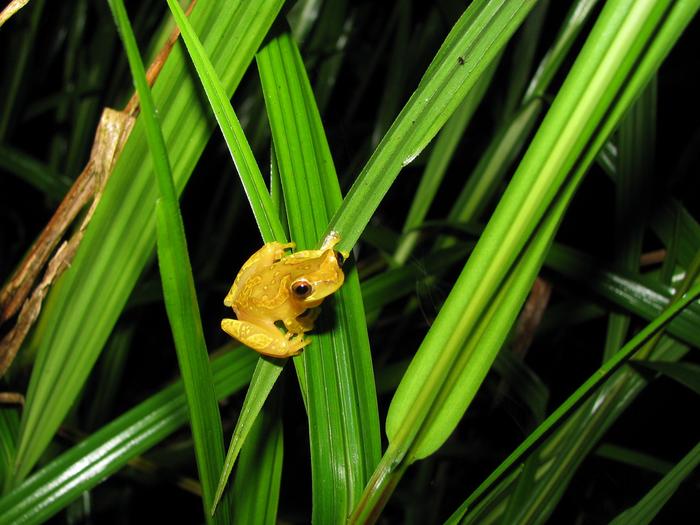 Hourglass Treefrog