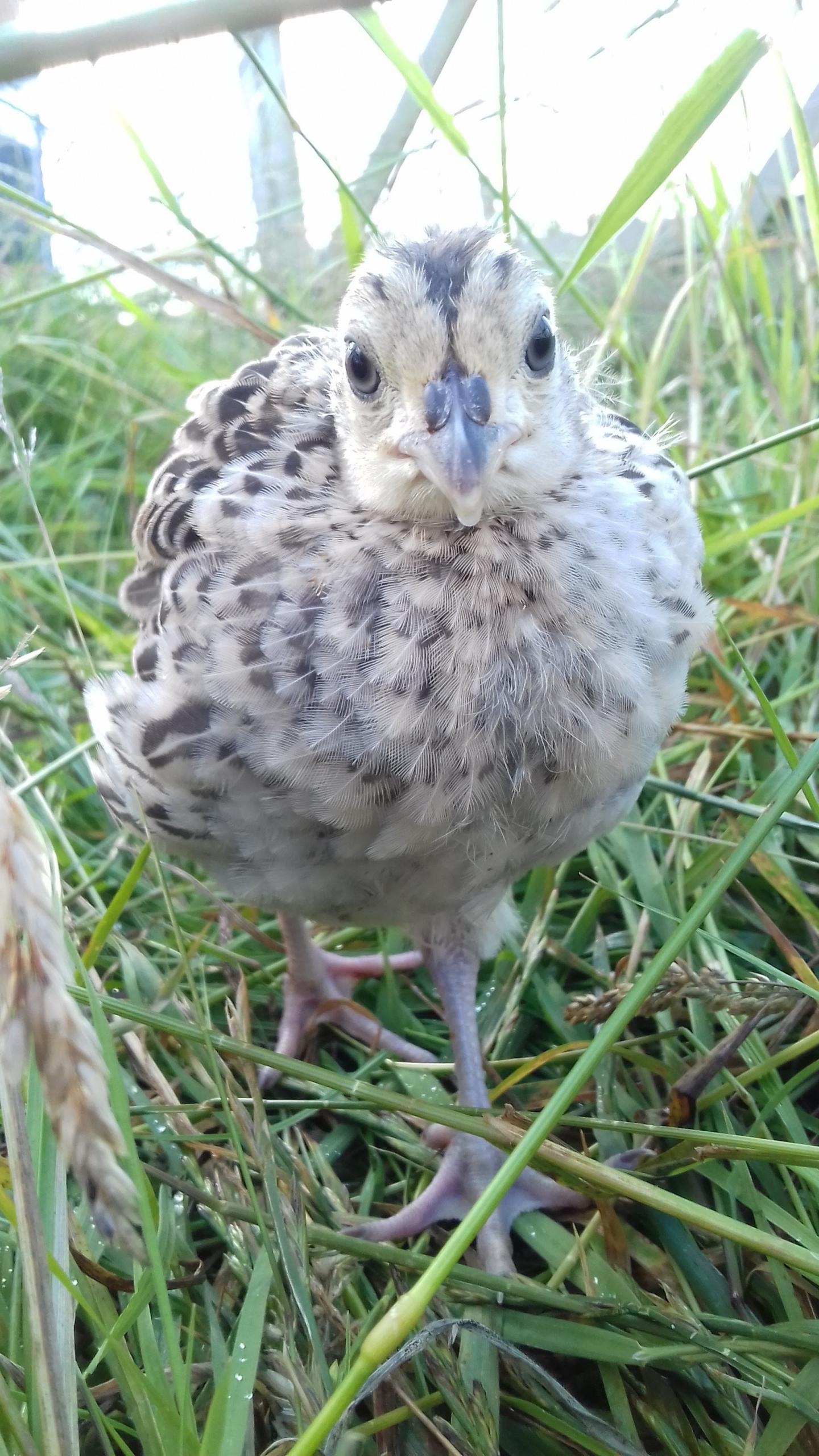 A juvenile pheasant