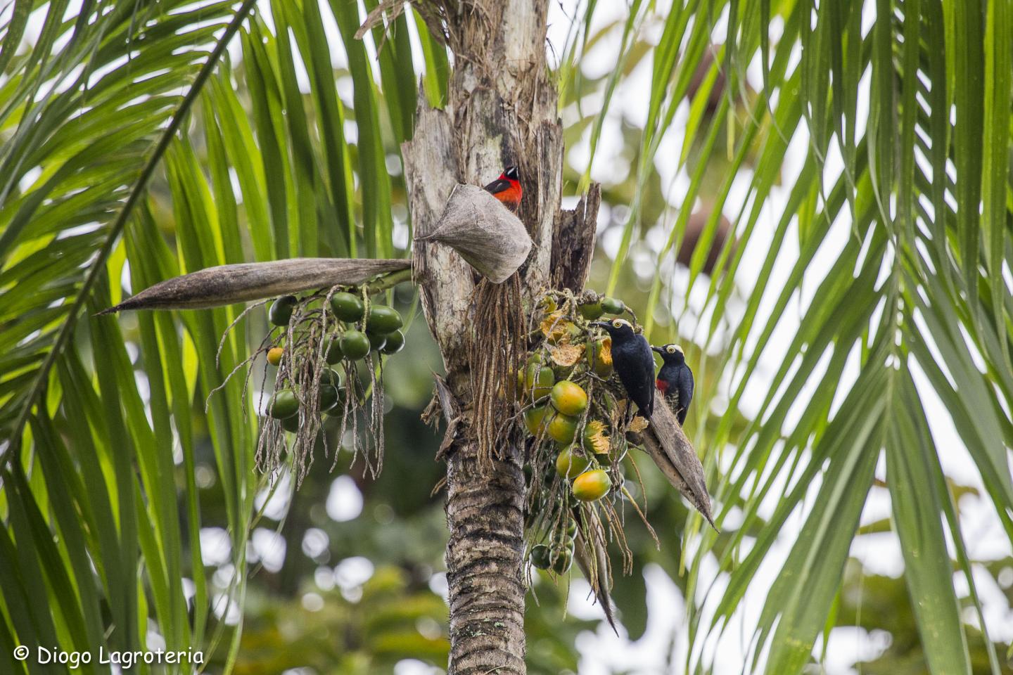 Ancient Peoples Shaped The Amazon Rainforest Eurekalert