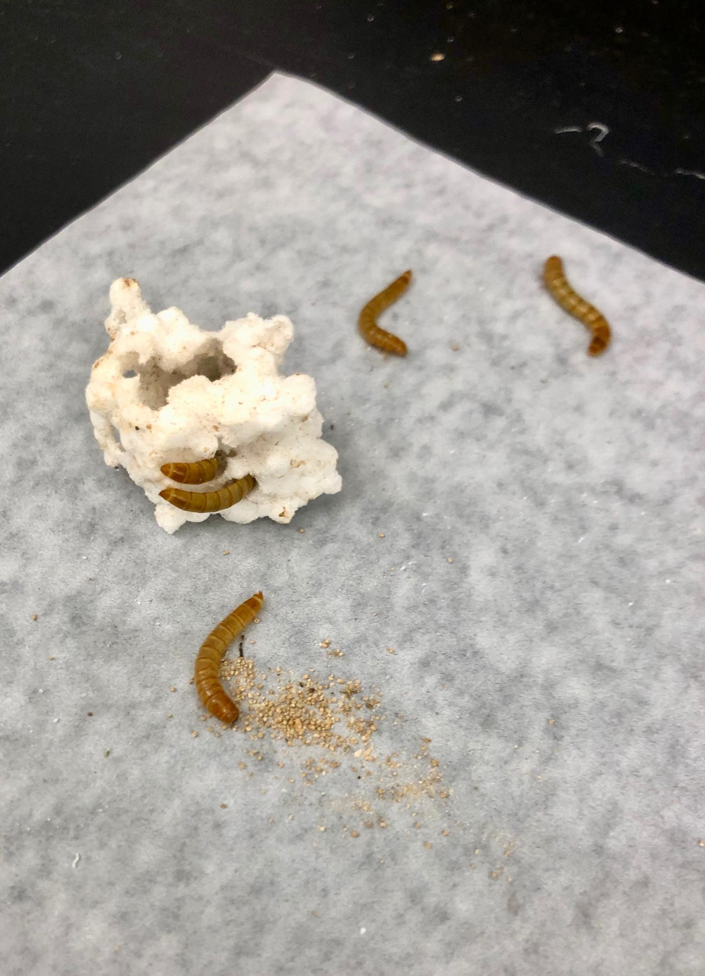Mealworms 2 [IMAGE] EurekAlert! Science News Releases