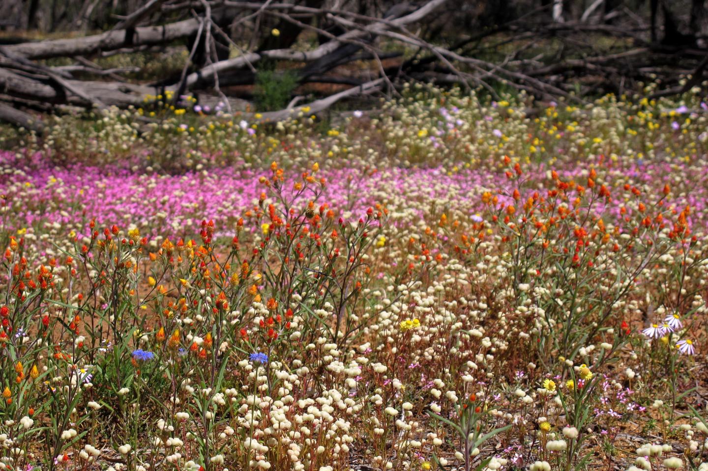 Sowing New Seeds of Knowledge about the Drivers of Plant Diversity