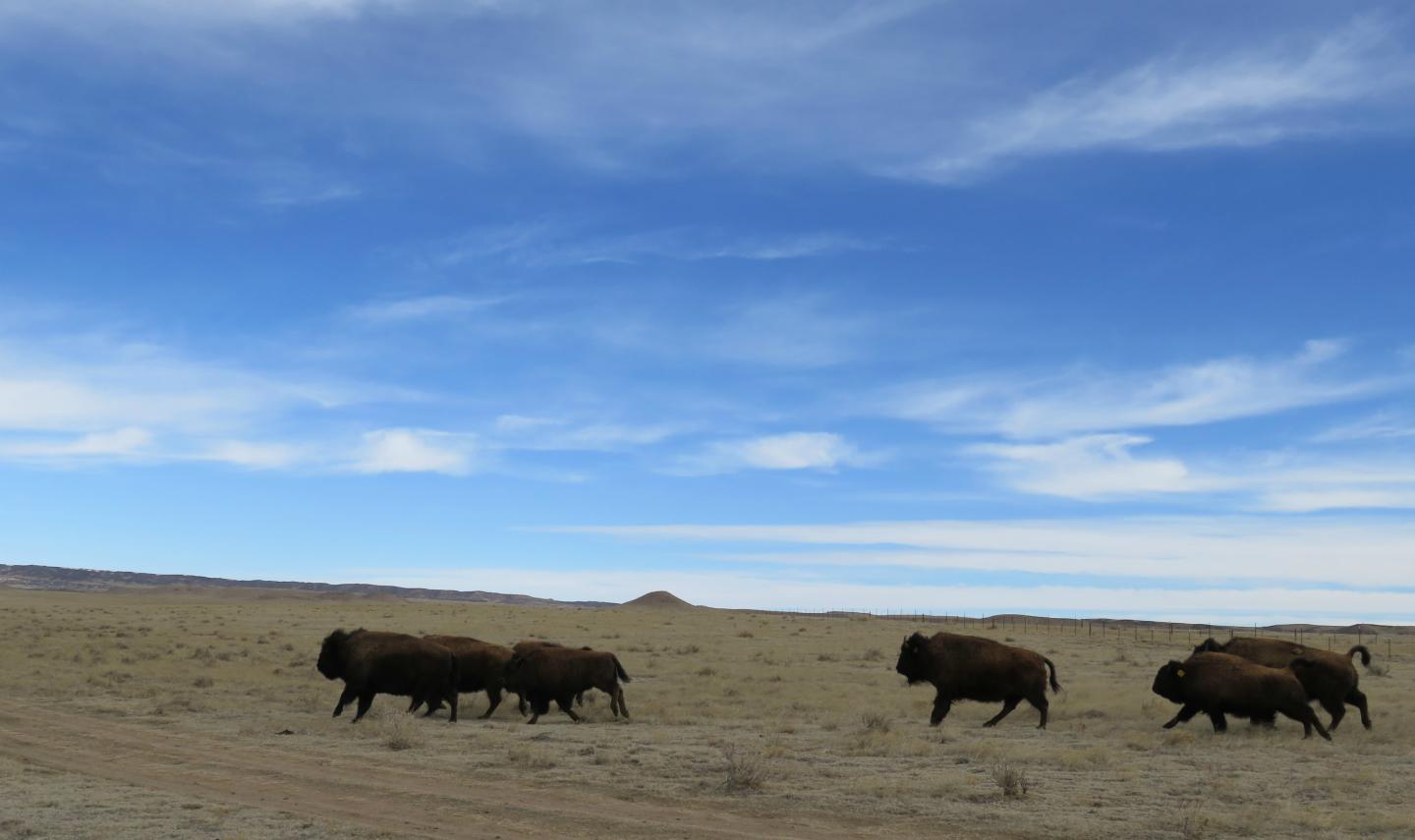 NoCo Bison Herd