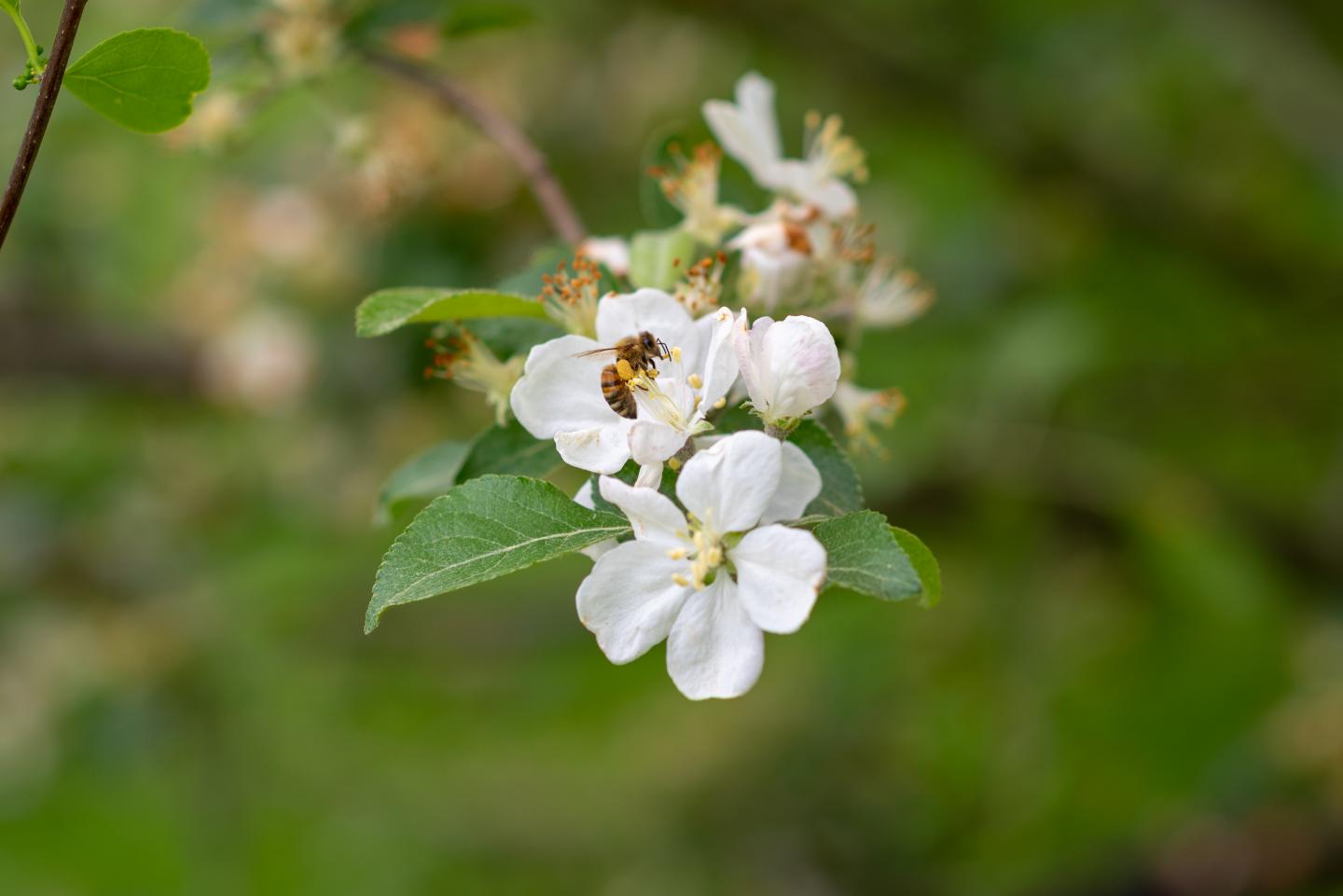 Managed Apiaries May Lead to Higher Rates of Viral Infection in Nearby Wild Bumblebee Populations