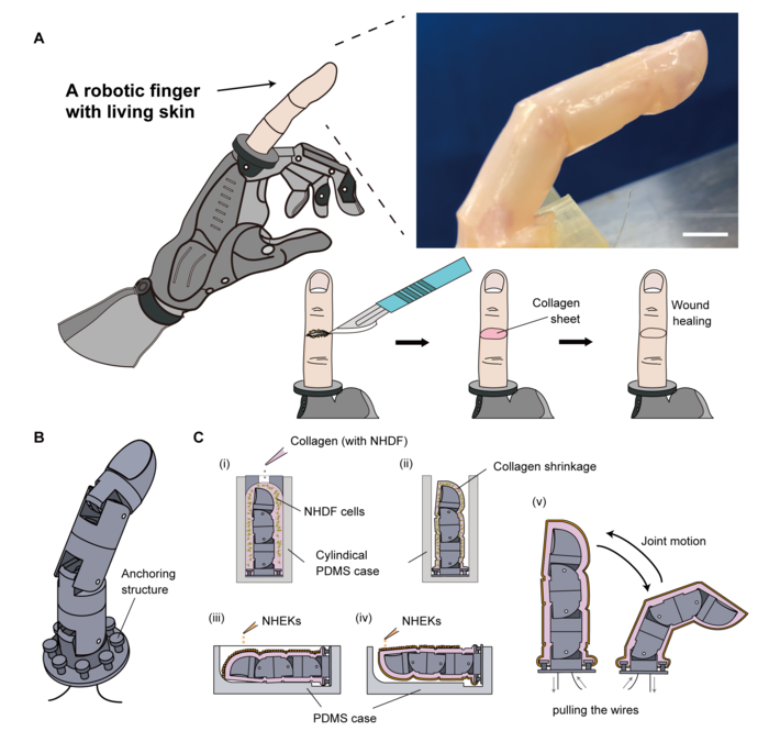 Robotic finger