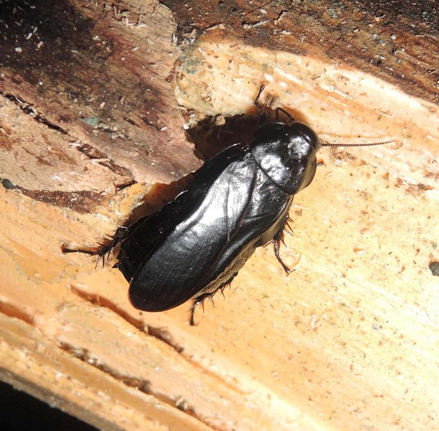 <I>Panesthia angustipennis</I>