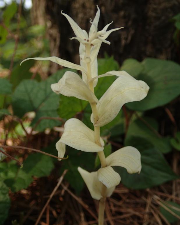Figure 2: <em>E. helleborine</em> Is Semi-Dependent on Fungi for Nutrients