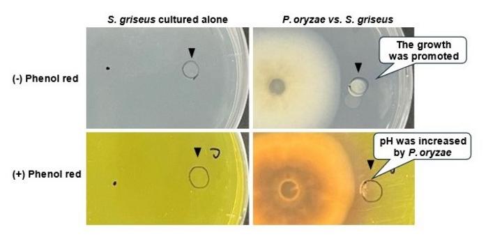 Pyricularia oryzae promotes the growth of Streptomyces griseus independent of direct contact