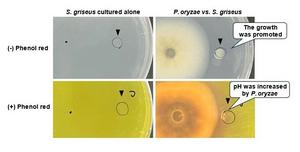 Pyricularia oryzae promotes the growth of Streptomyces griseus independent of direct contact