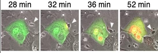 Antibodies killing infected cells