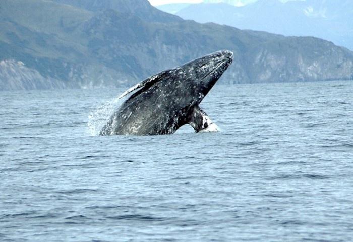 Breaching gray whale