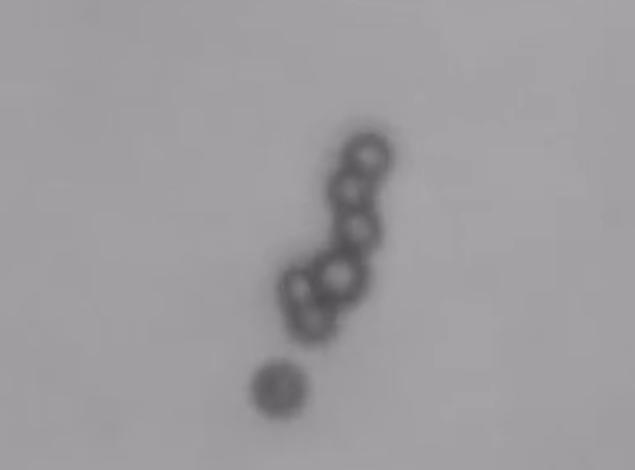 Drexel University Microswimmer Robots (2 of 3)