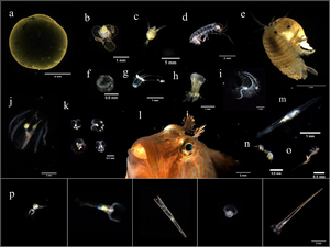 Fig. 2 Examples of plankton ROIs collected by the underwater imager during buoy trial