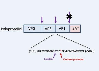Calpain Proteases Cutting out Viral Capsid Proteins