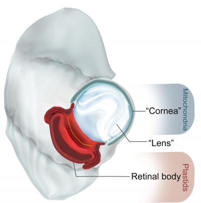 Illustration of the Eye-Like Structure