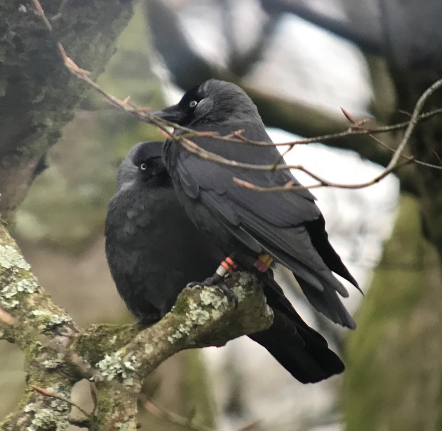 A Jackdaw Pair