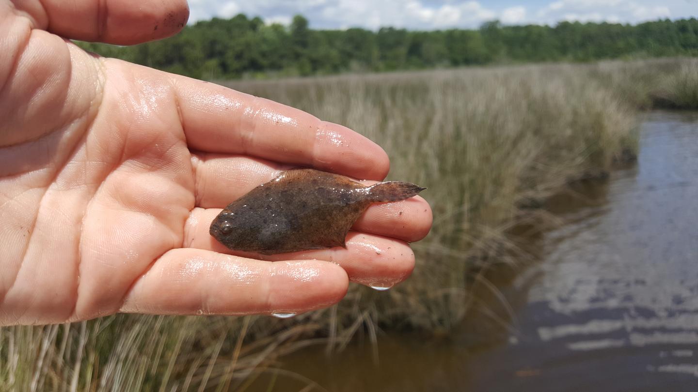 Southern Flounder