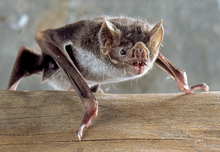 Bats, geographic isolation and evolutionary divergence