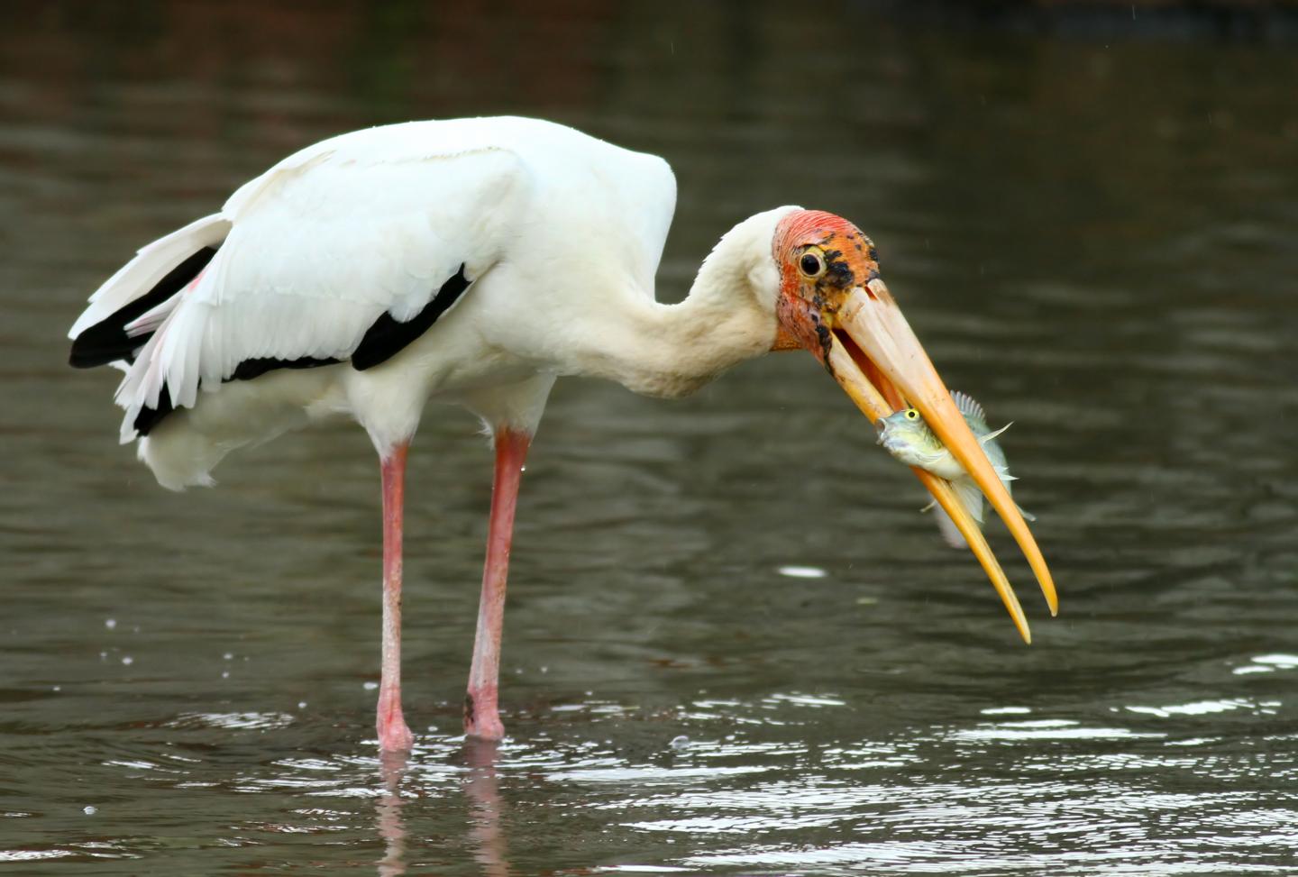 Milky Stork