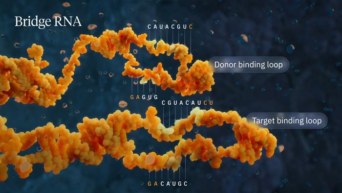 Bridge RNA donor and target binding loops