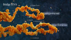 Bridge RNA donor and target binding loops