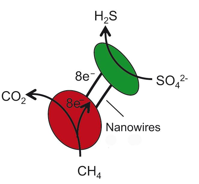 Archaea Nanowires