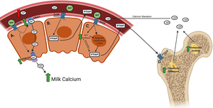 Working model for direct and indirect mechanisms of mammary serotonin (5HT)-stimulated improvements of Ca metabolism