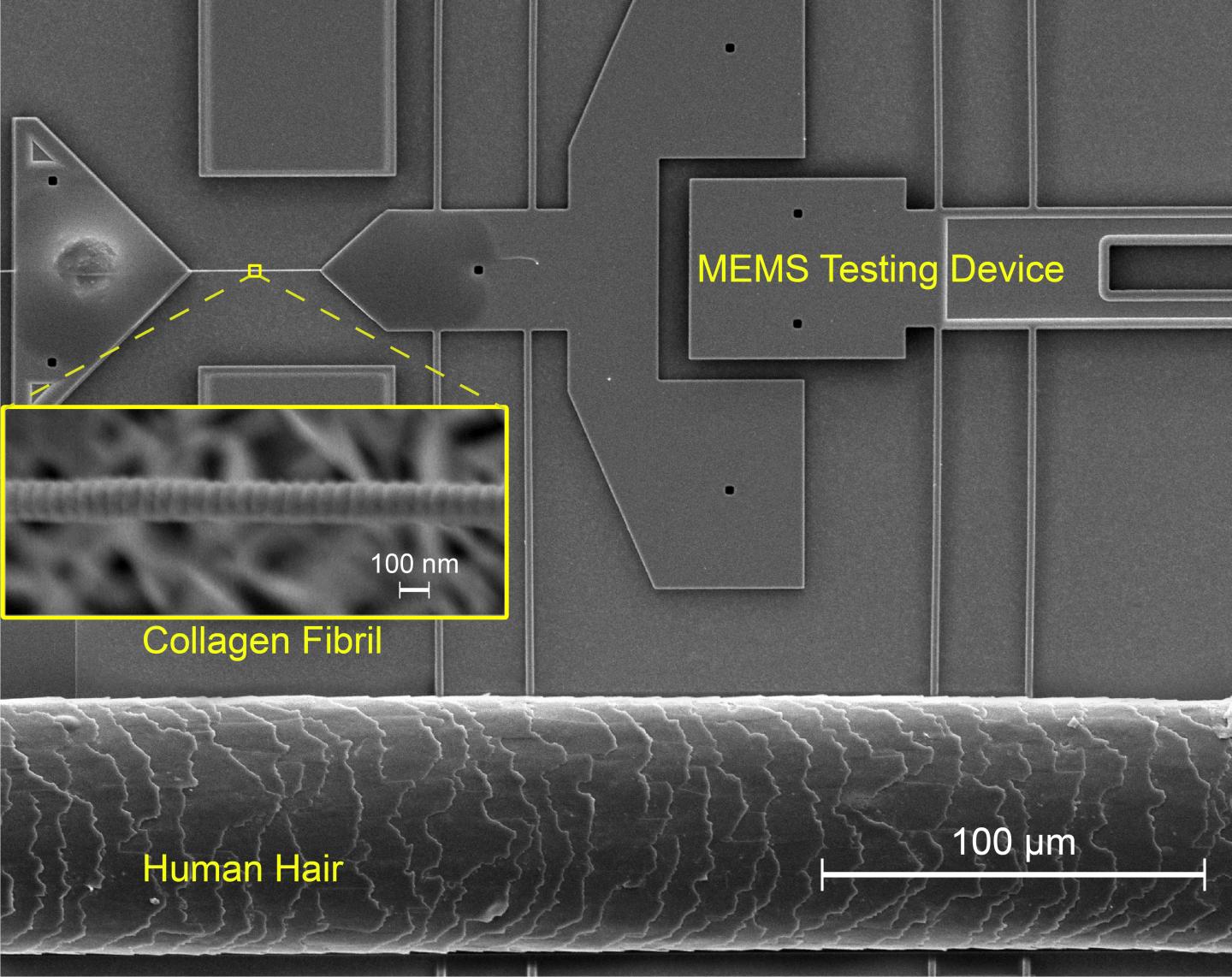 Collagen Fibril vs Hair