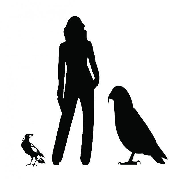 Heracles Next to Average Height Human and Common Magpie