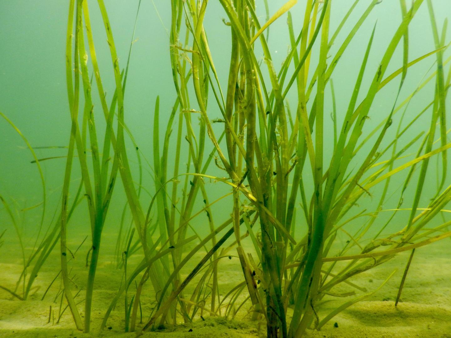 Seagrass Nursery Habitat
