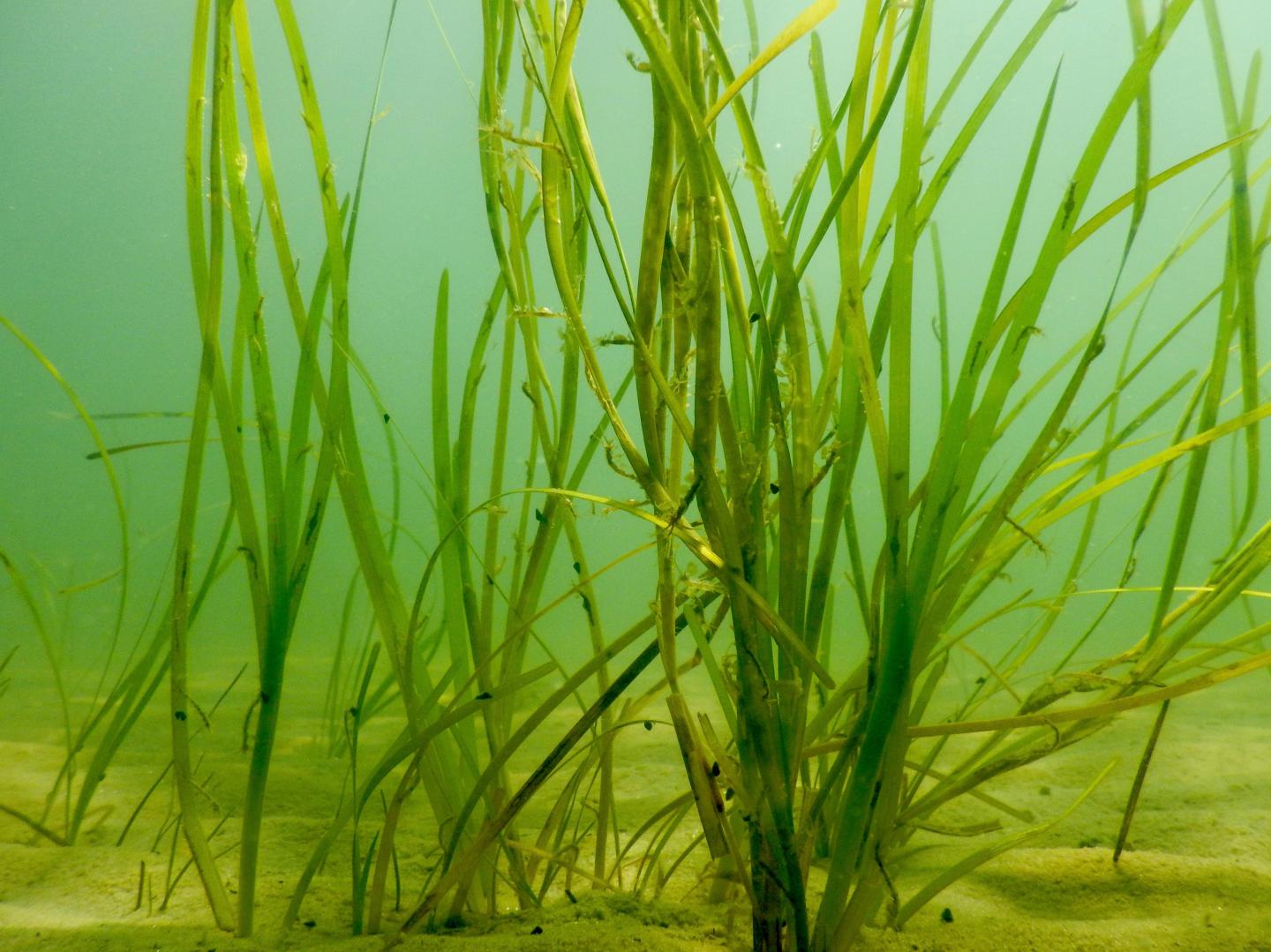 Seagrass Nursery Habitat [IMAGE] | EurekAlert! Science News Releases